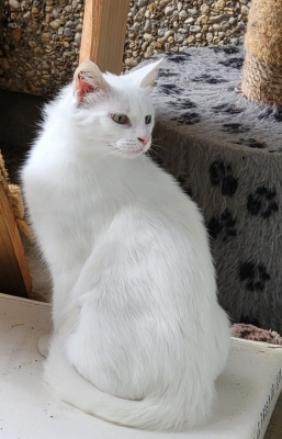 HANNA