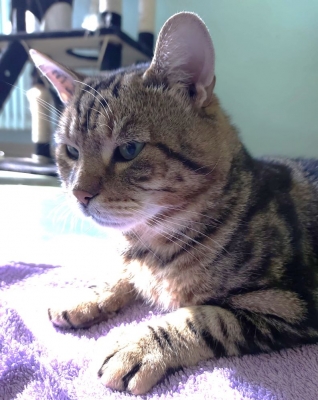 RONAN